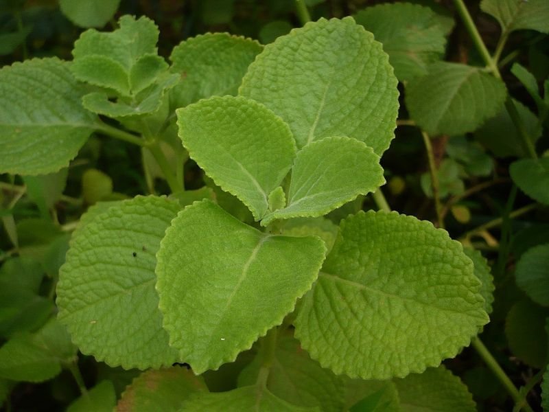 Coleus_aromaticus-2 (3).JPG